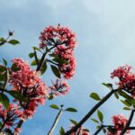 The low-light indoor plants that actually thrive