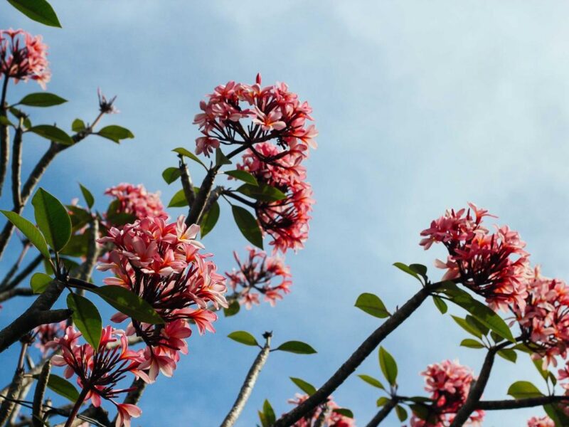 The low-light indoor plants that actually thrive