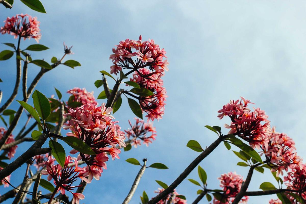 The low-light indoor plants that actually thrive