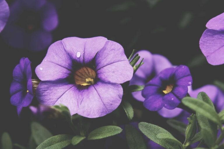 How to repot an indoor plant without the mess
