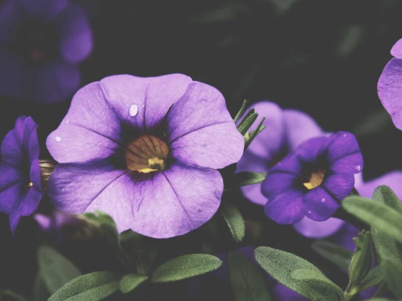 How to repot an indoor plant without the mess
